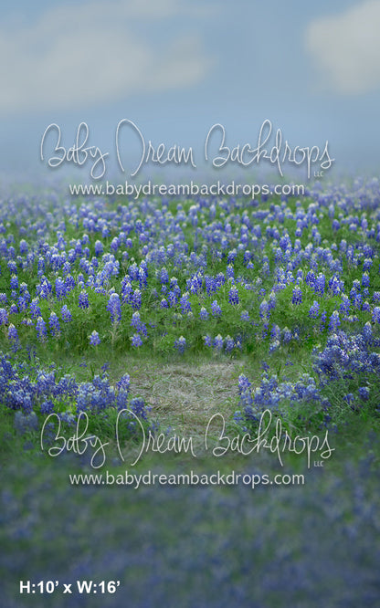 Sweeps Blue Bonnet Field (AD)