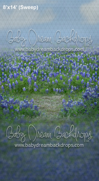 Sweeps Blue Bonnet Field (AD)