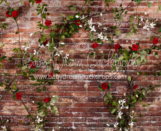 Urban Rose Wall